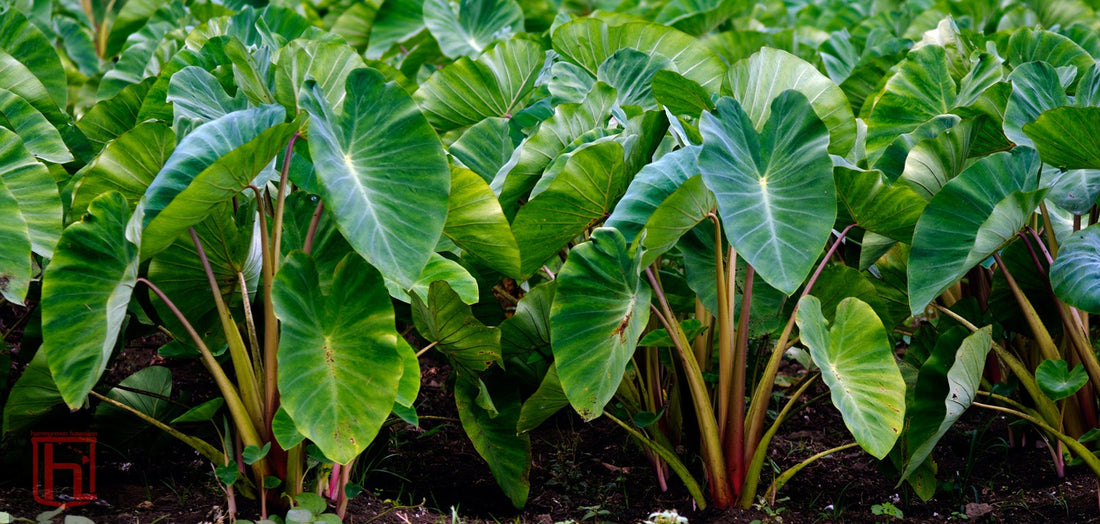 Kalo Inspires organic