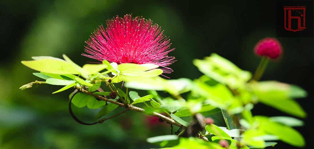 Lehua Blossom